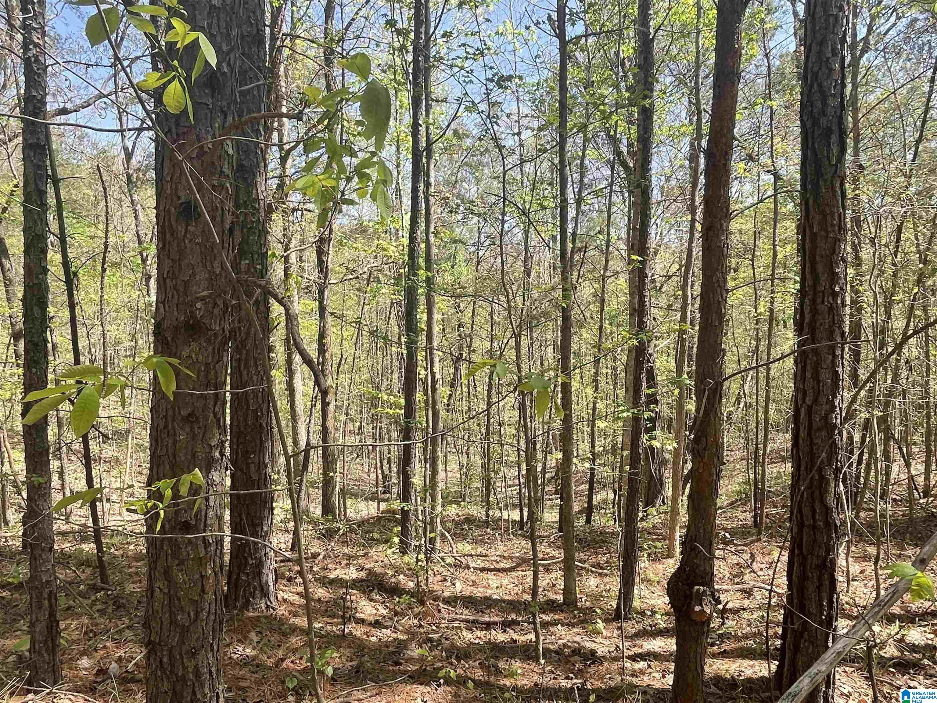 216 Highway Vance Al Vance, AL 35490 - Photo 3 of 8