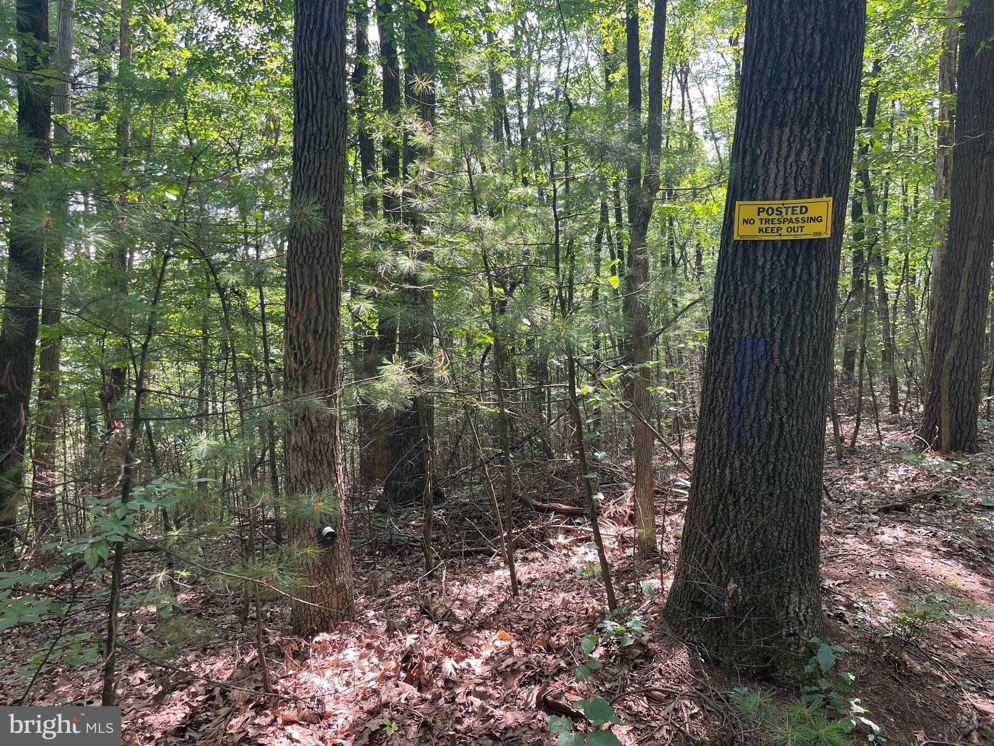0 Long Run Road Pine Grove, PA 17963 - Photo 6 of 20 Corner pin to left of tree.