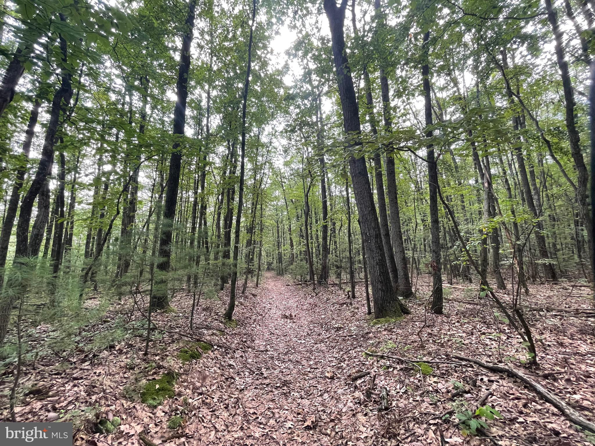0 Long Run Road Pine Grove, PA 17963 - Photo 8 of 20 Path on Access road through middle of property