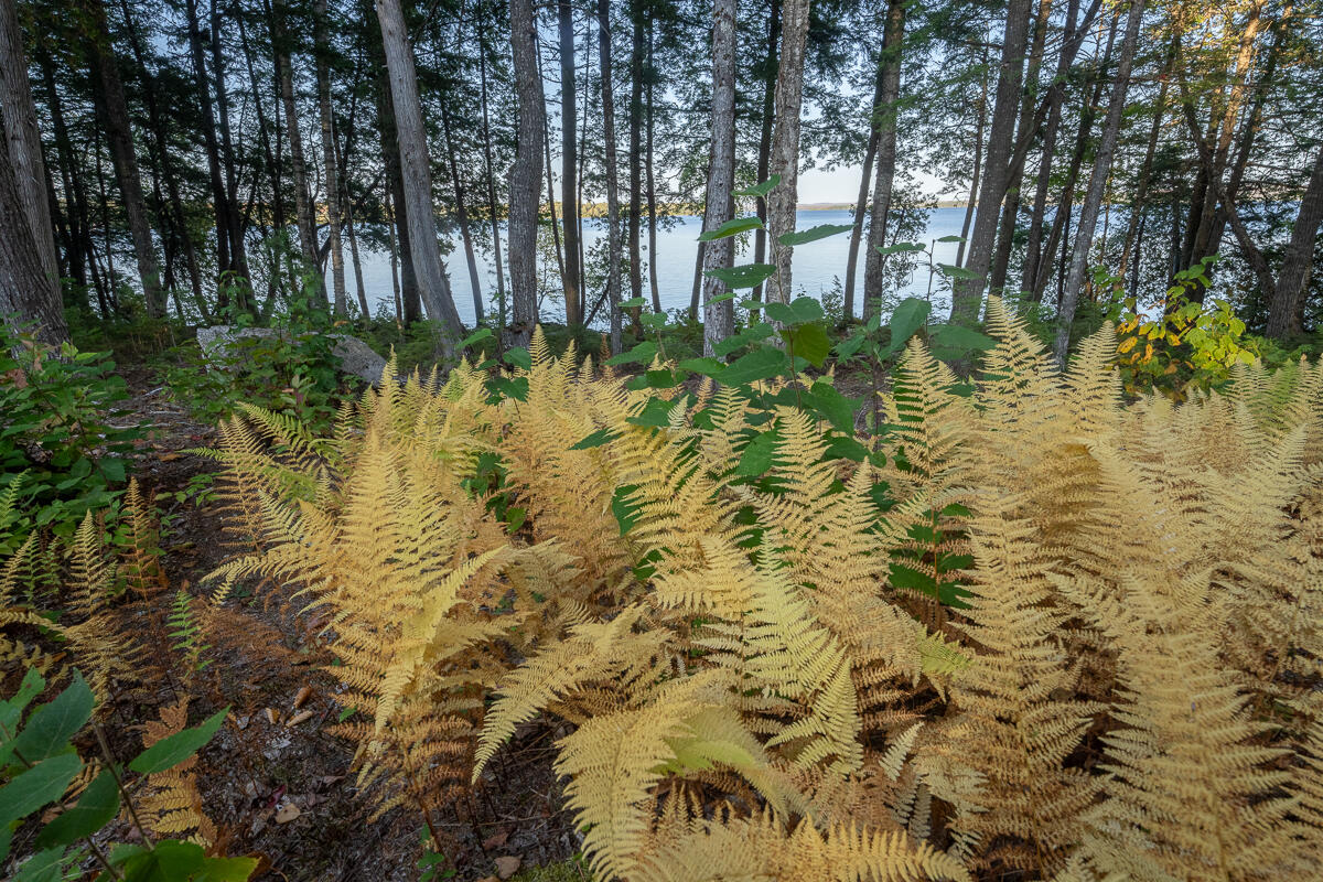 Lot 4 Chadwick Pt Road Weston, ME 04424 - Photo 13 of 30 DSC06864