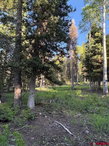 a view of a trees in a yard