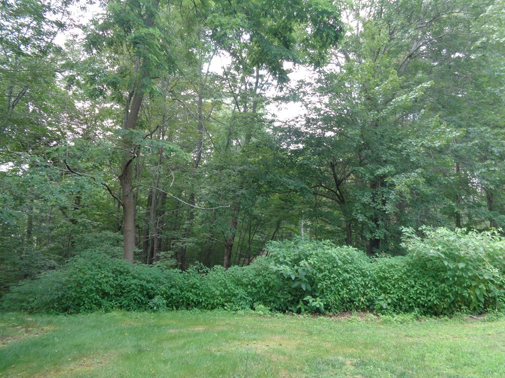 5 Cooper Road Sturbridge, MA 01566 - Photo 6 of 28 a view of a lush green forest