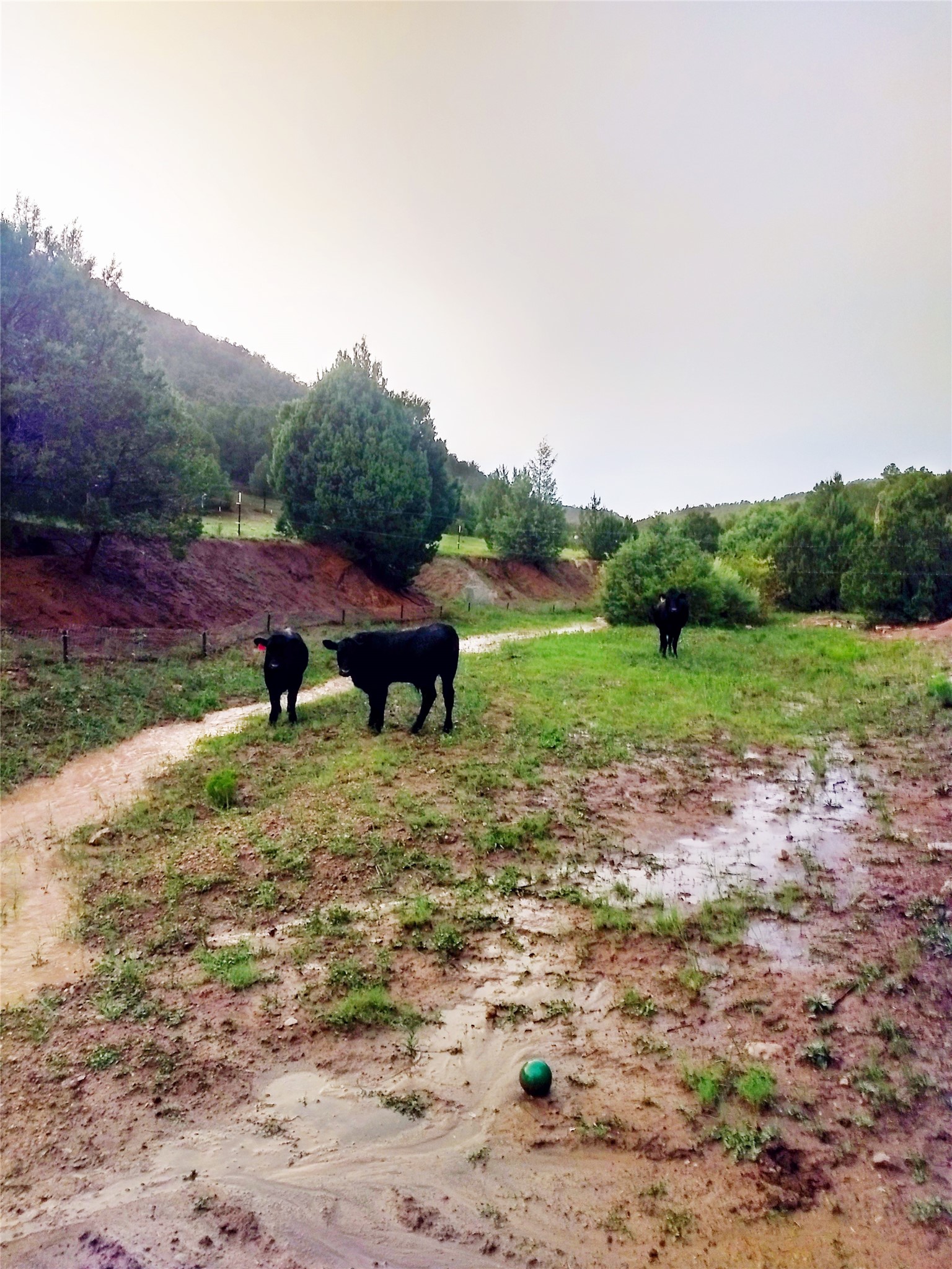 53 County Rd B44C Pecos, NM 87552 - Photo 50 of 51