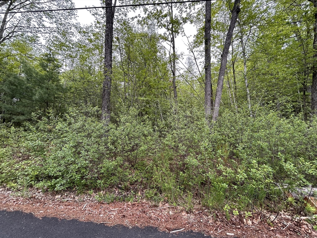 2 Stoddard Road Winchendon, MA 01475 - Photo 5 of 8 a view of a forest with trees