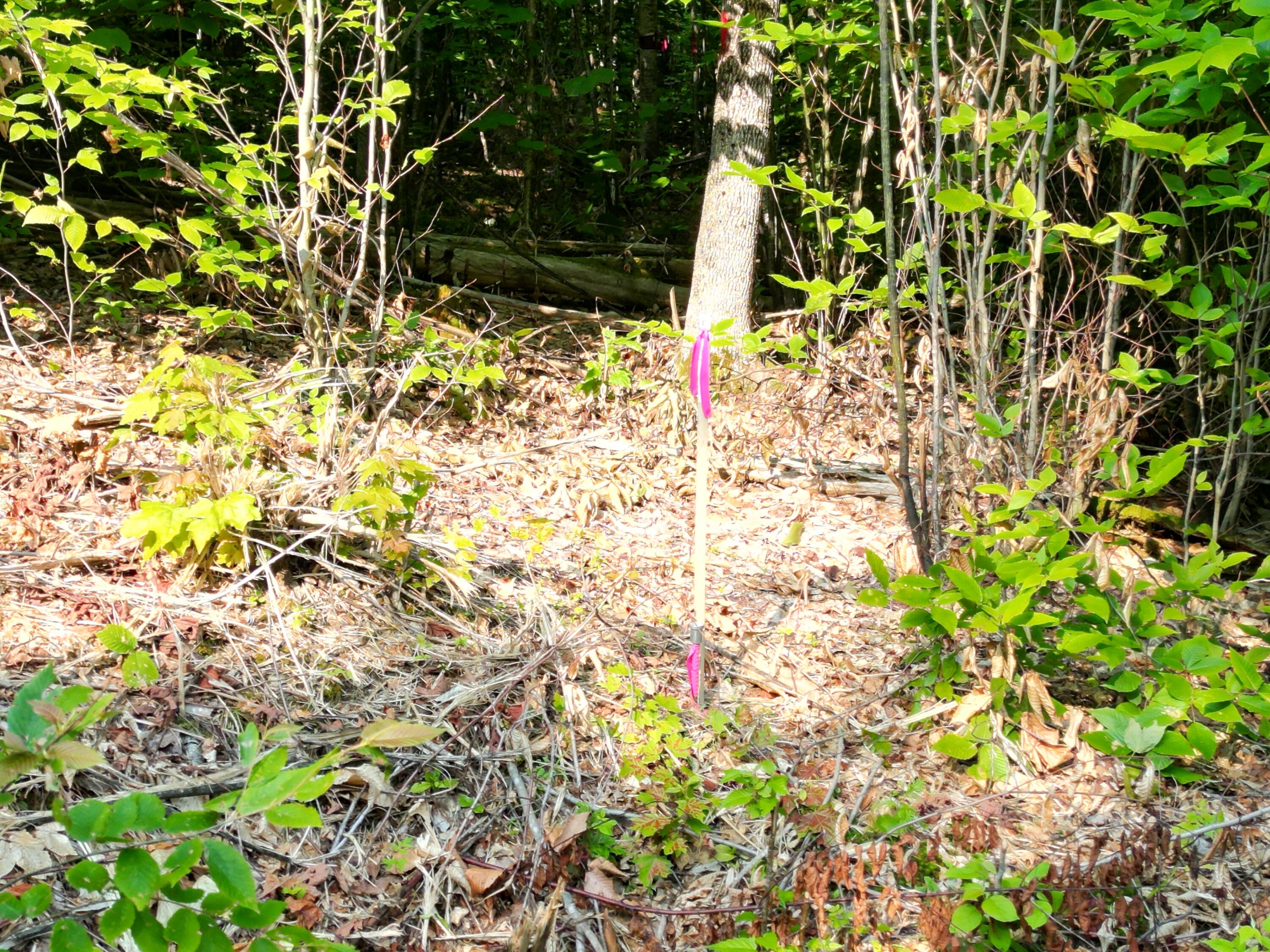 Lot 13 West Road Springfield, ME 04487 - Photo 2 of 13 DJI_0014