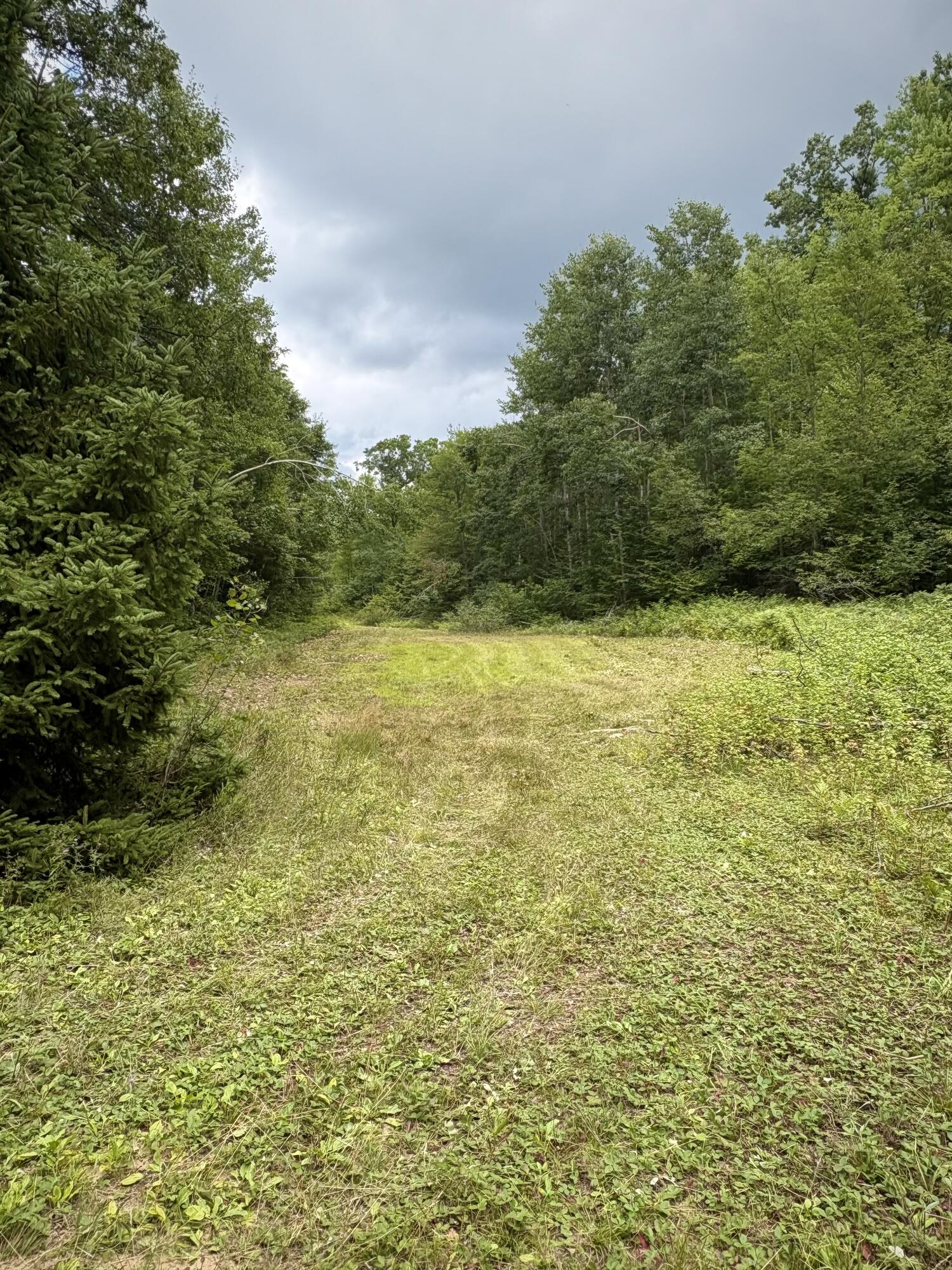 Tower Rd Road Curran, MI 48728 - Photo 10 of 33 IMG_2562