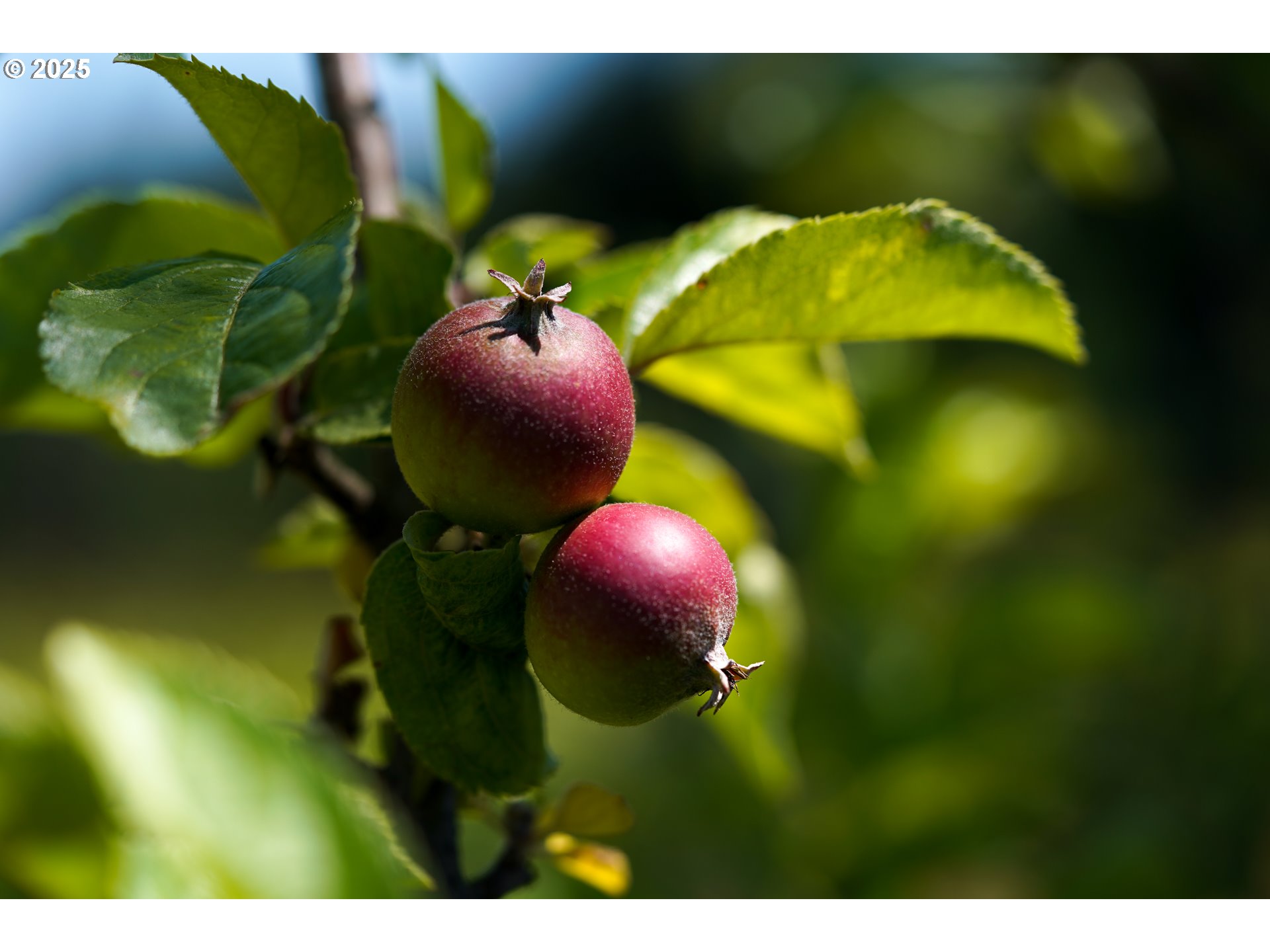 12000 Northwest Old Wagon Road Carlton, OR 97111 - Photo 47 of 47
