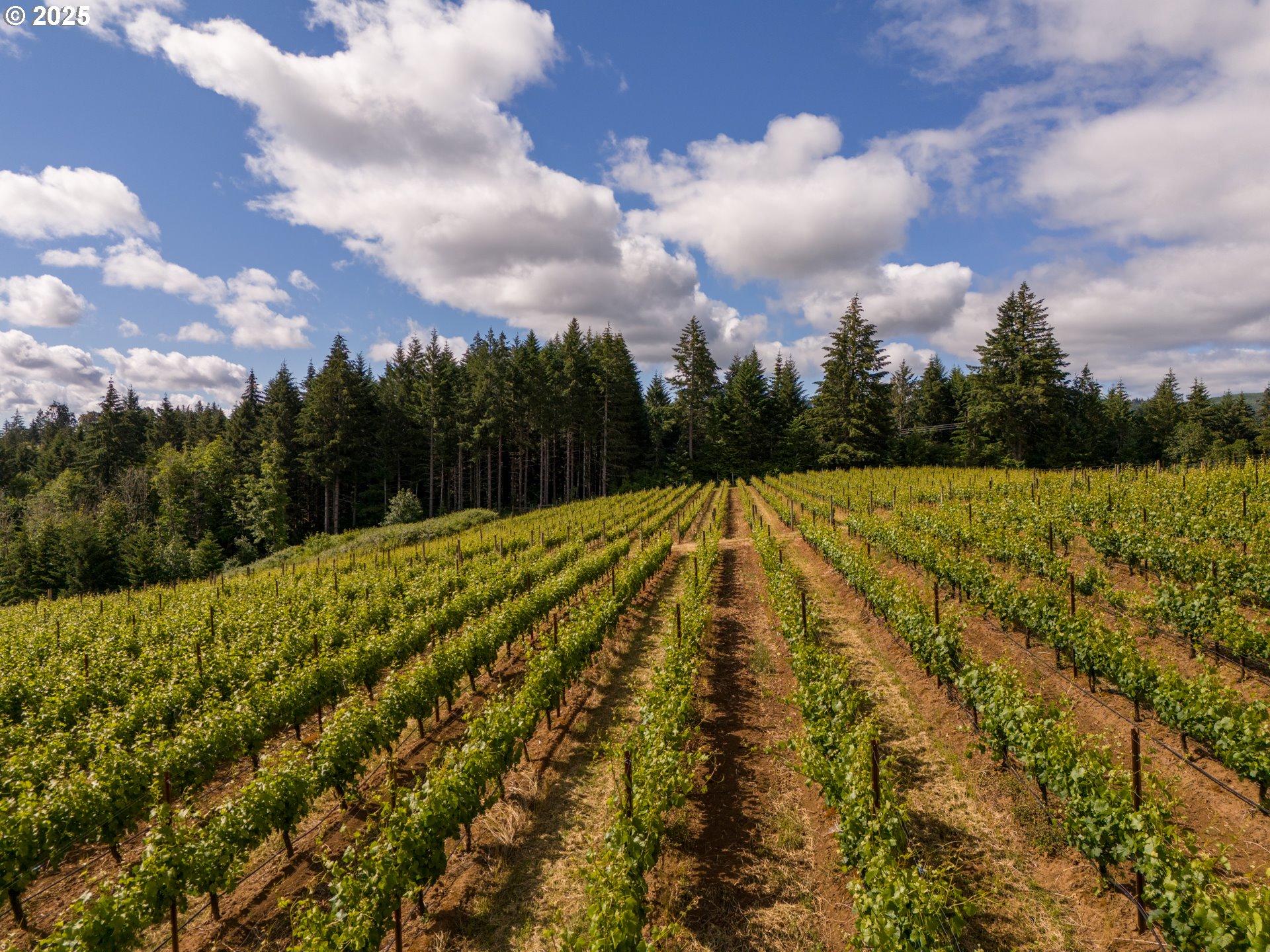 12000 Northwest Old Wagon Road Carlton, OR 97111 - Photo 7 of 47
