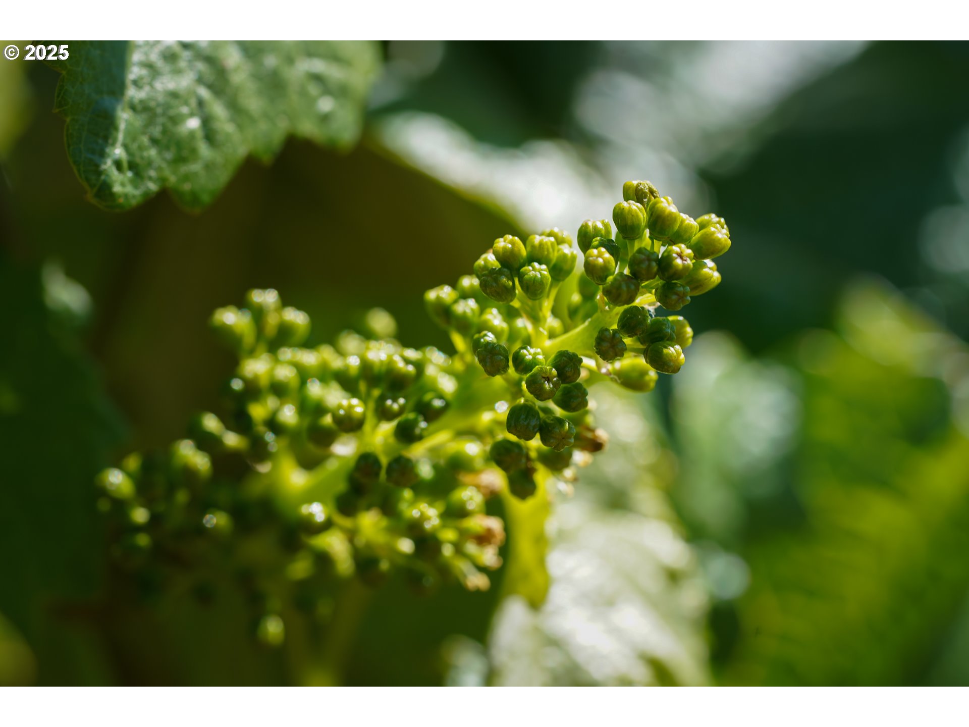 12000 Northwest Old Wagon Road Carlton, OR 97111 - Photo 9 of 47