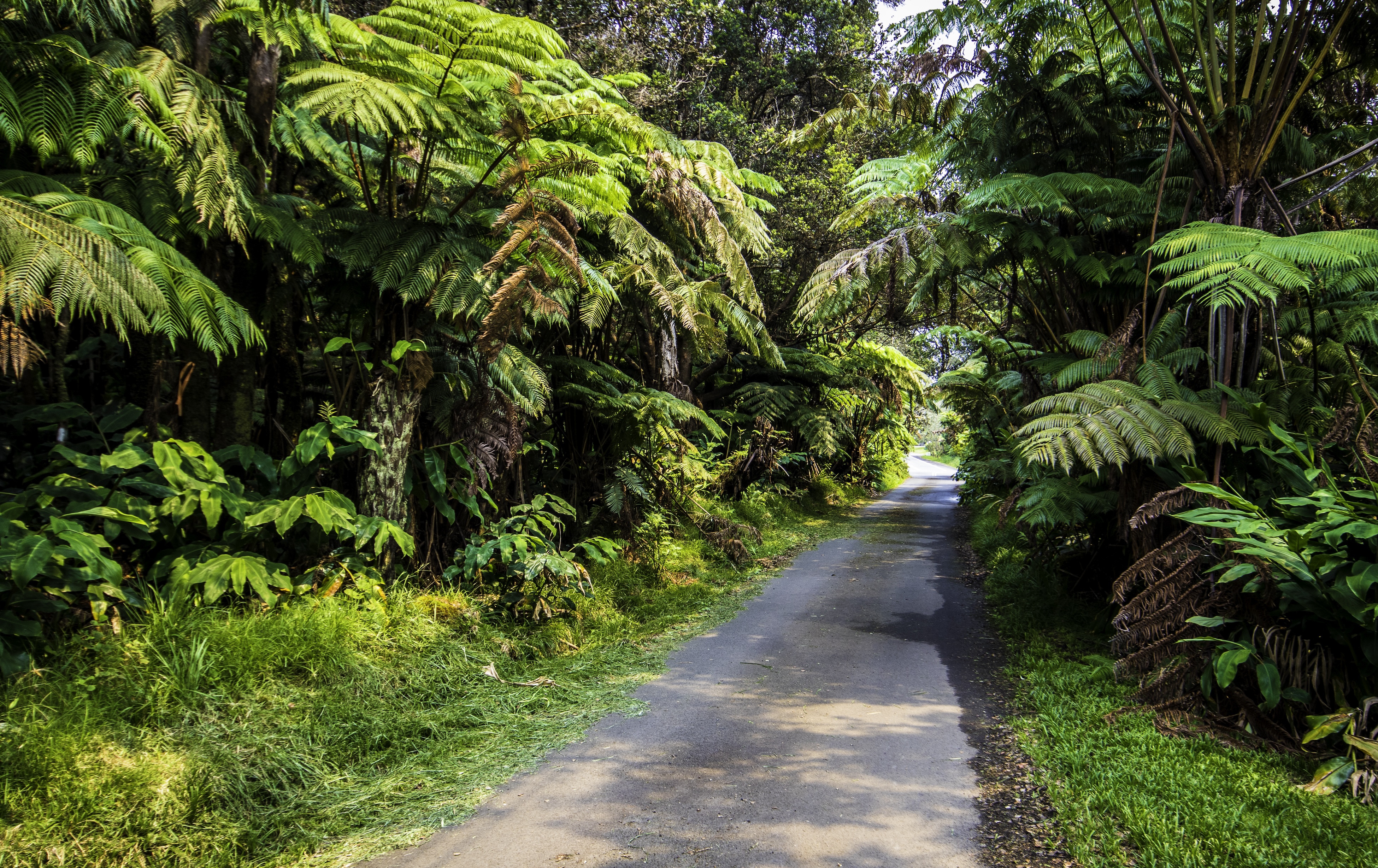 11-3972 Lanihuli Road Volcano, HI 96785 - Photo 11 of 21 a view of a pathway both side of yard