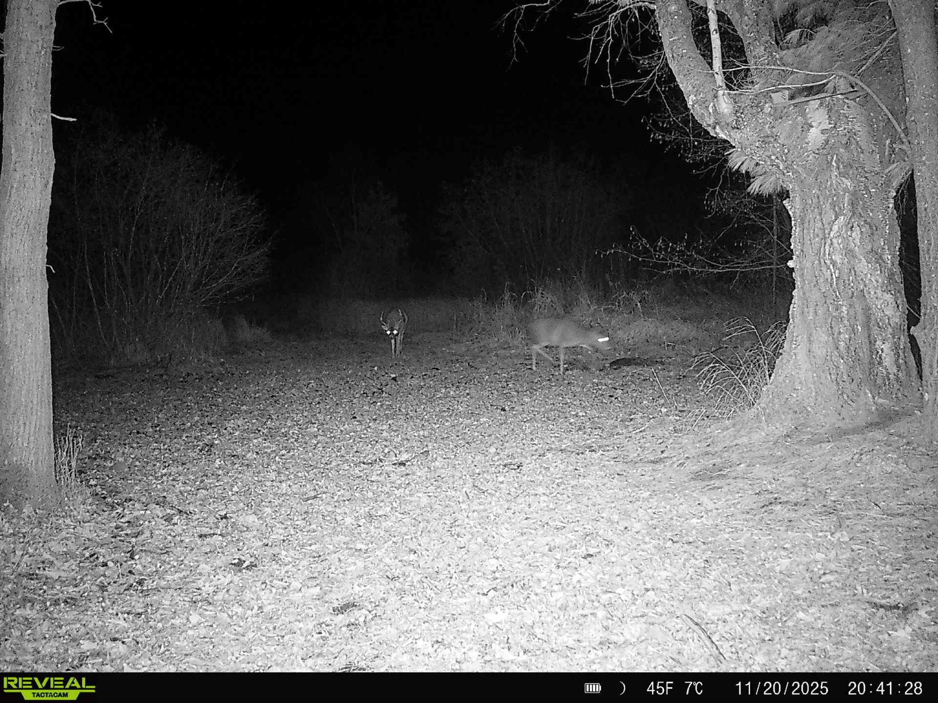 30th Rd Pine River Weyauwega, WI 54983 - Photo 4 of 28