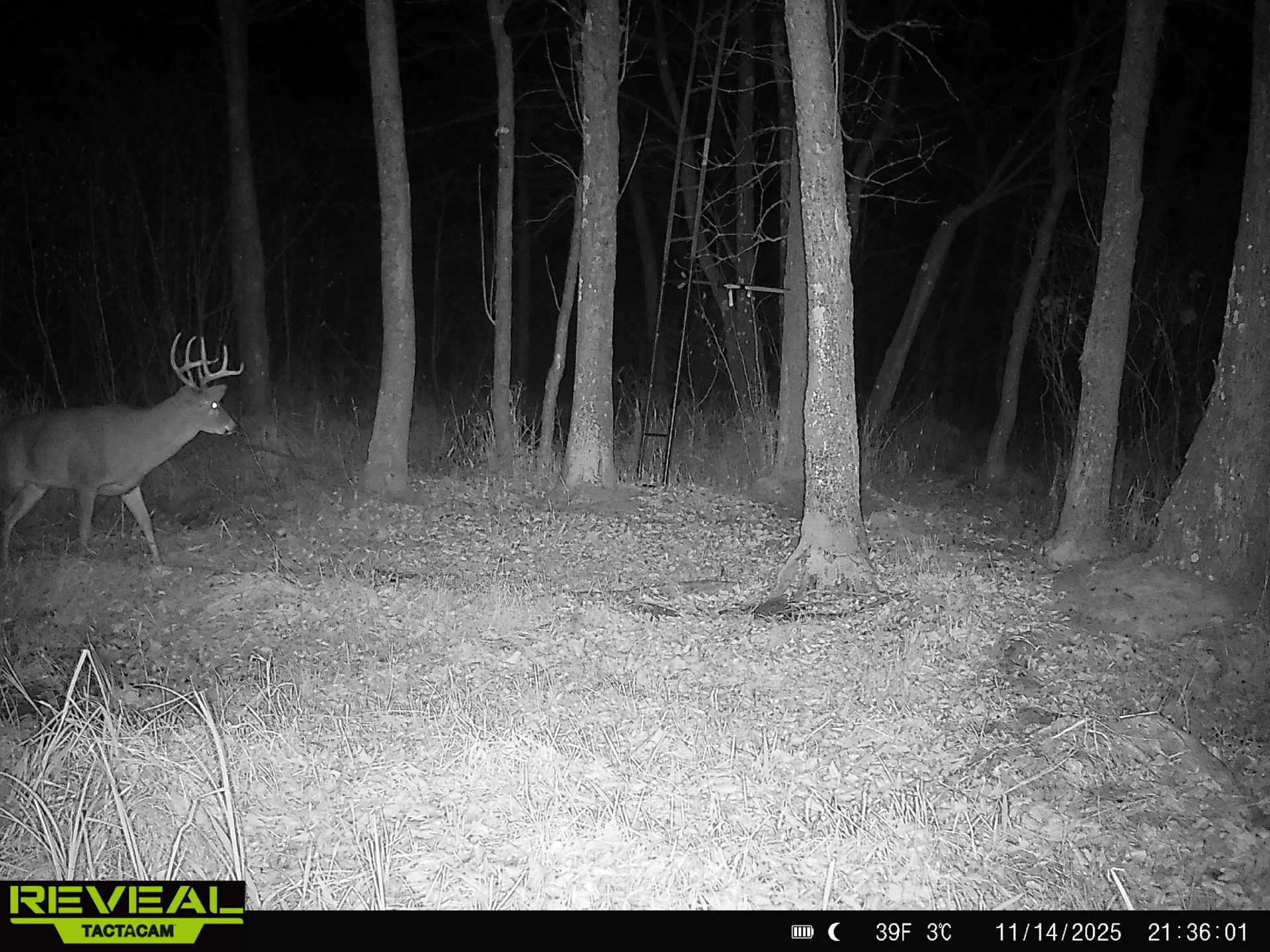 30th Rd Pine River Weyauwega, WI 54983 - Photo 5 of 28