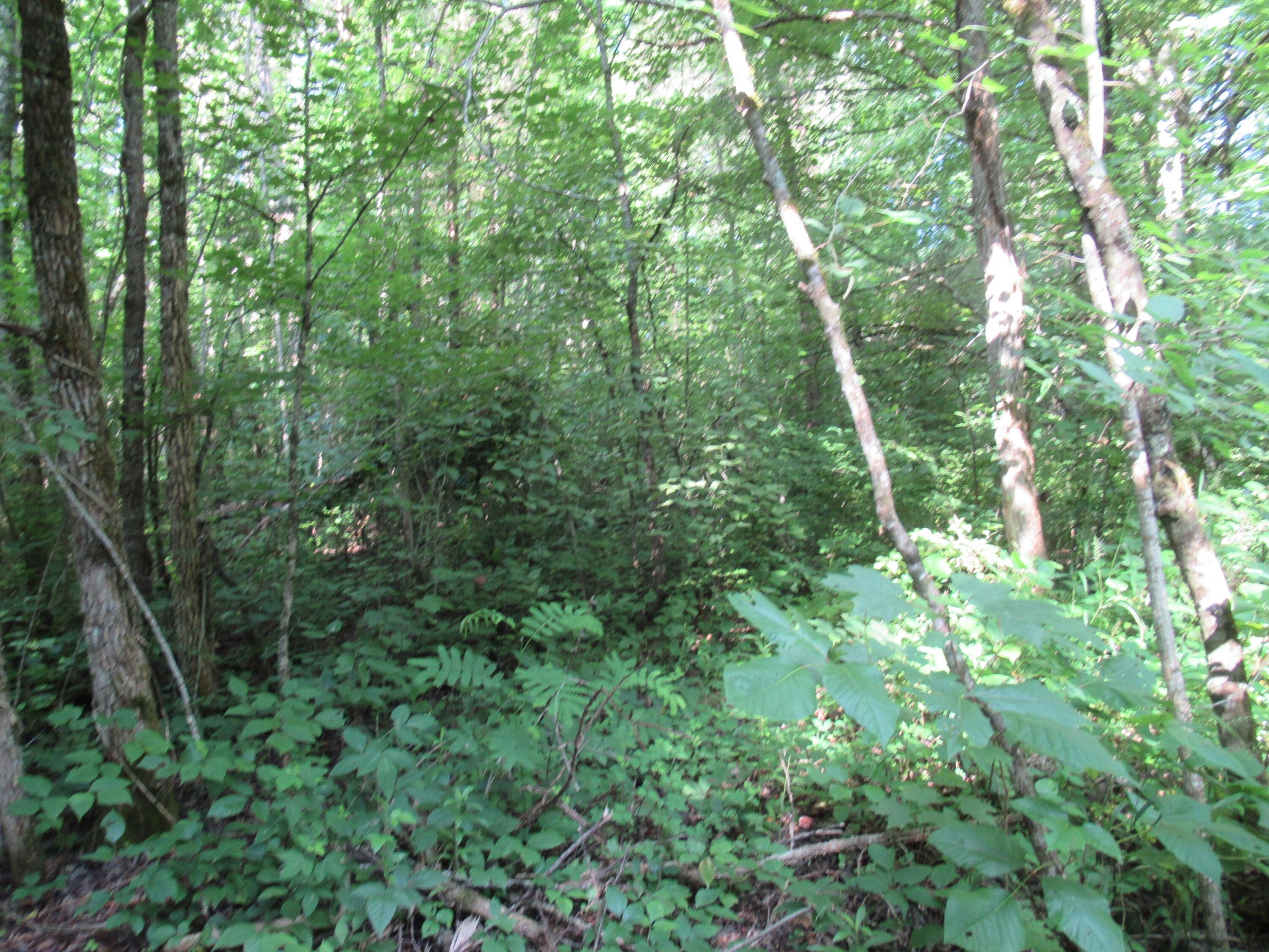 4 Rocky Flats Road Cosby, TN 37722 - Photo 17 of 18 a view of a lush green forest