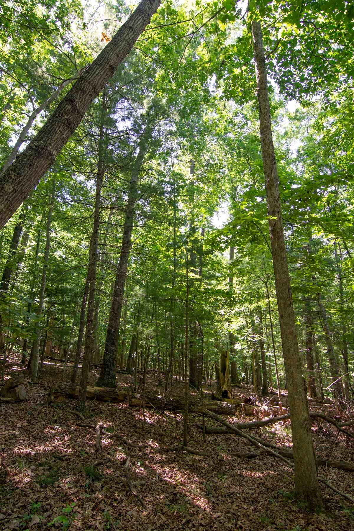 751-771 Lipps Road Lewisburg, WV 24901 - Photo 19 of 43 Gallery Image 19