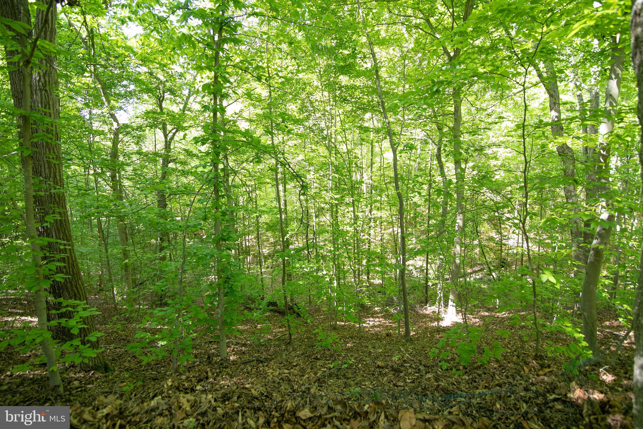 4648 Timber Ridge Drive Dumfries, VA 22025 - Photo 12 of 97