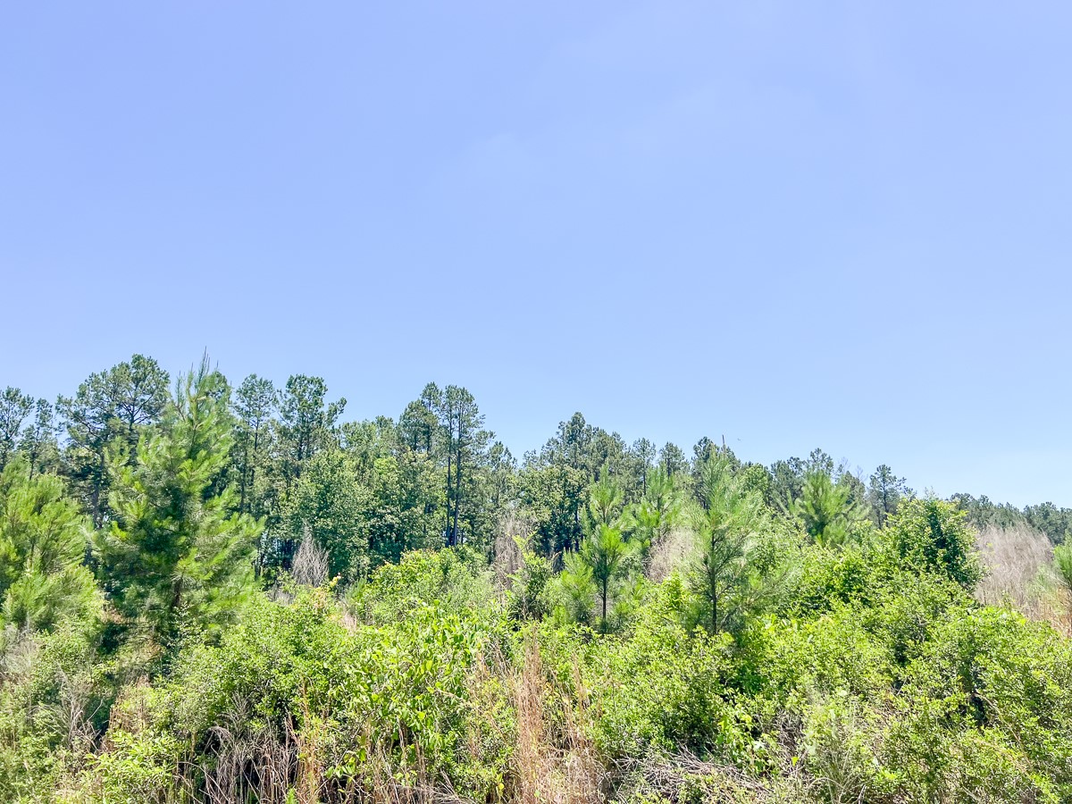 T-3 Union Springs Road Corrigan, TX 75939 - Photo 5 of 12