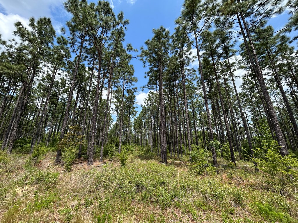 10907-44 -ac) Cty Road Hartford, AL 36344 - Photo 36 of 52