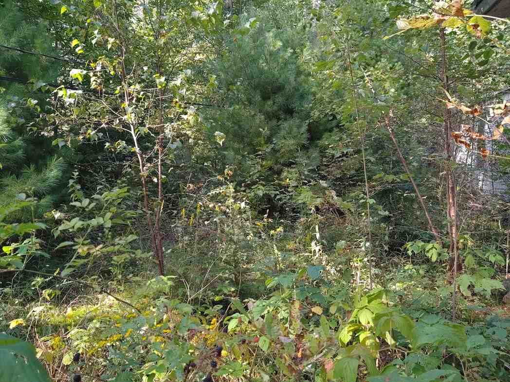 45 Pine Ridge Road Middleton, NH 03887 - Photo 8 of 17