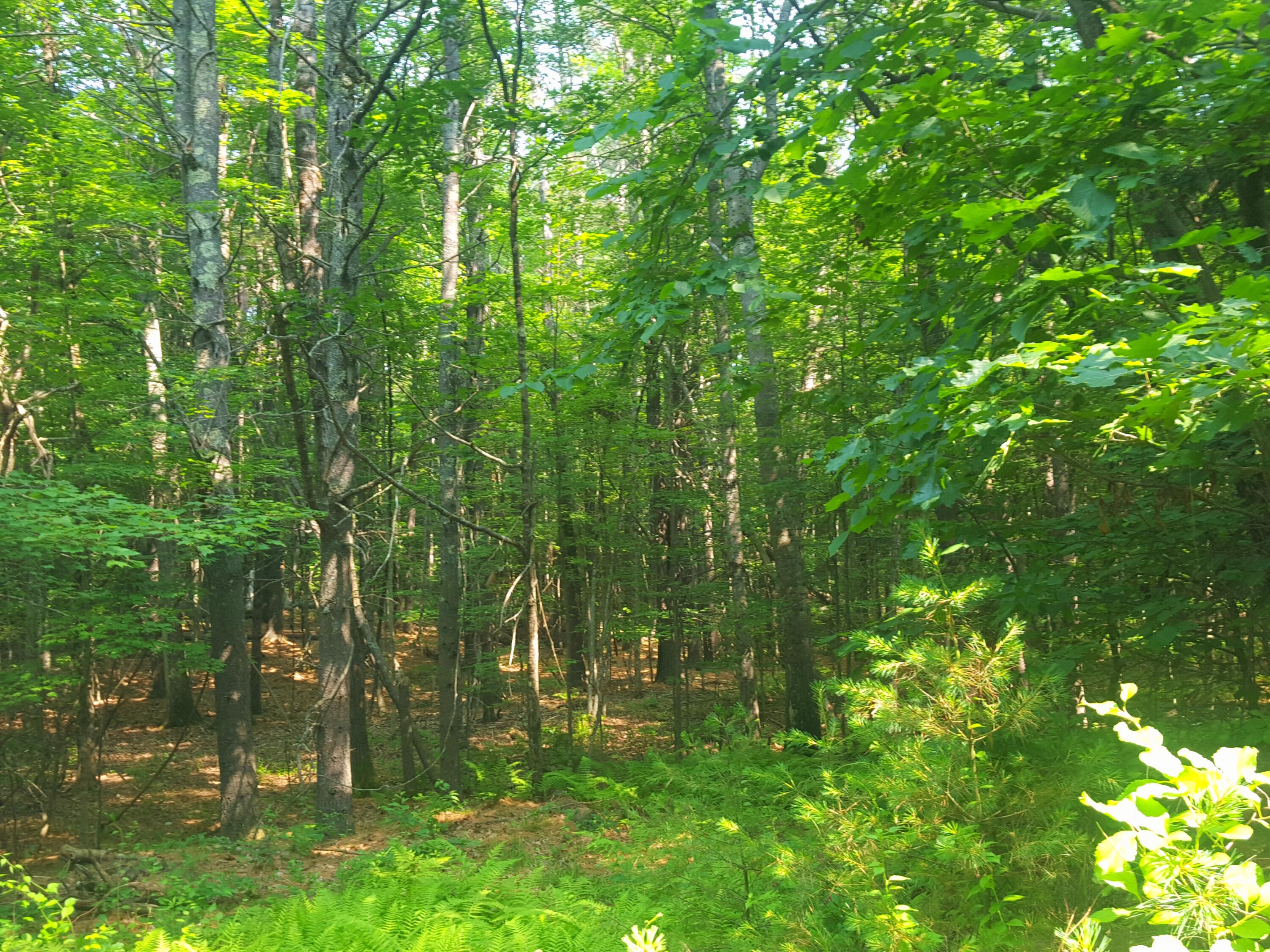 594 River Road Windham, ME 04062 - Photo 27 of 43 Forest