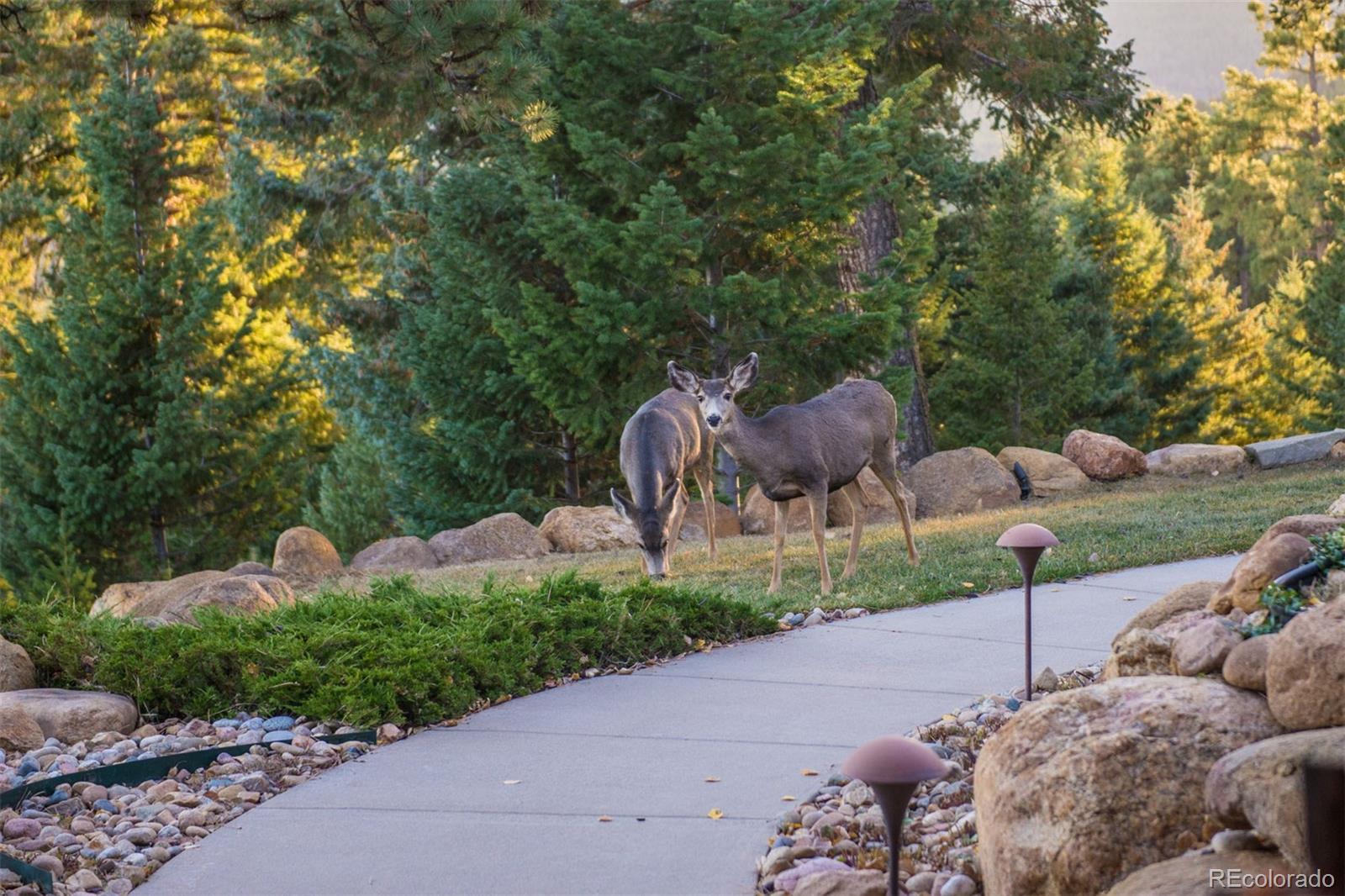 33407 Buffalo Park Road Evergreen, CO 80439 - Photo 31 of 35 Gallery Image 31