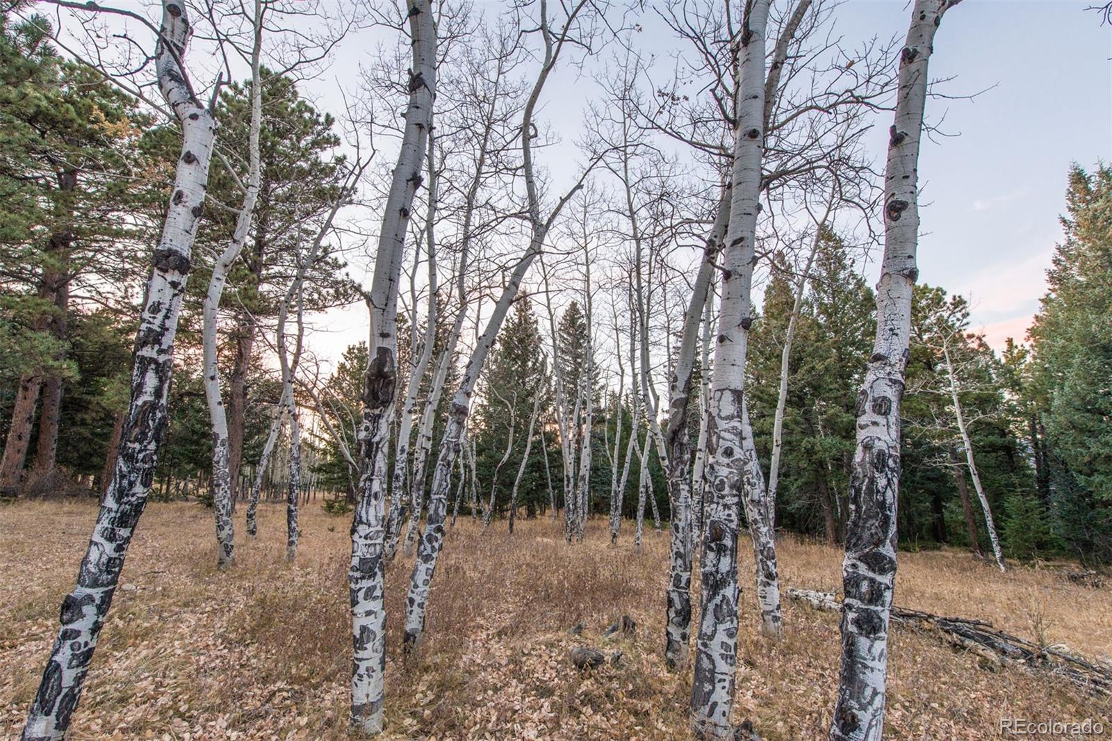 33407 Buffalo Park Road Evergreen, CO 80439 - Photo 35 of 35 Gallery Image 35