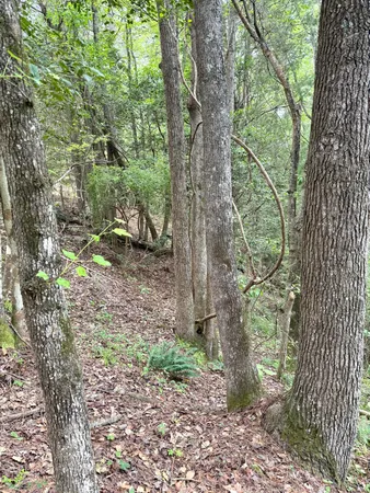 $358,400 | Tbd Fort Motte Road, St. Matthews, SC 29135