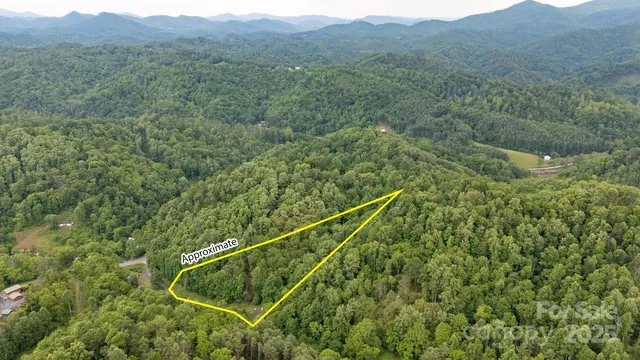 a view of a forest with a forest