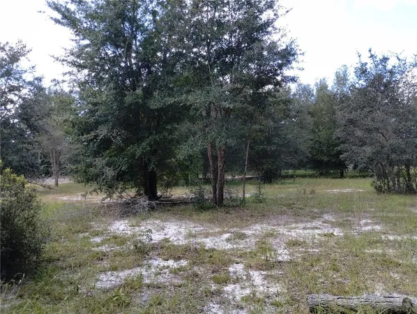 a view of a forest with trees in the background