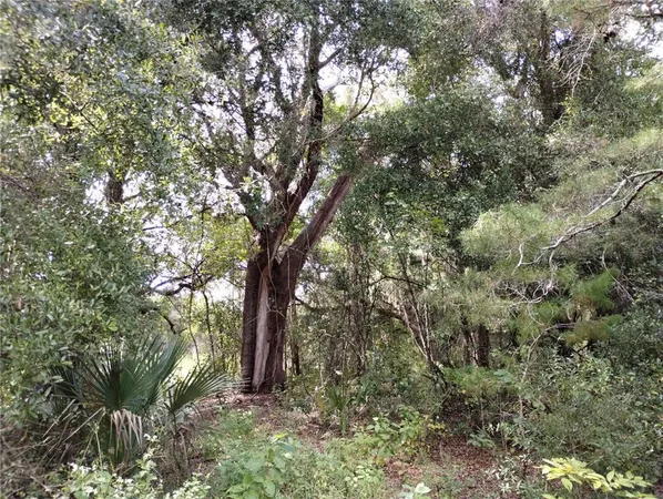 a view of a forest with trees