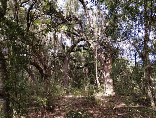 a view of a tree