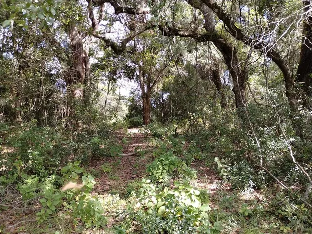 a view of a tree in a yard
