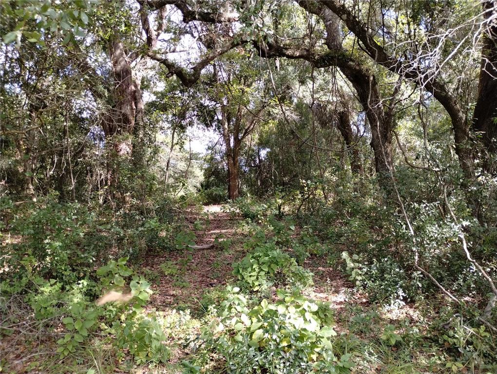 1826 Southeast 44th Place Bushnell, FL 33513 - Photo 8 of 29 a view of a tree in a yard
