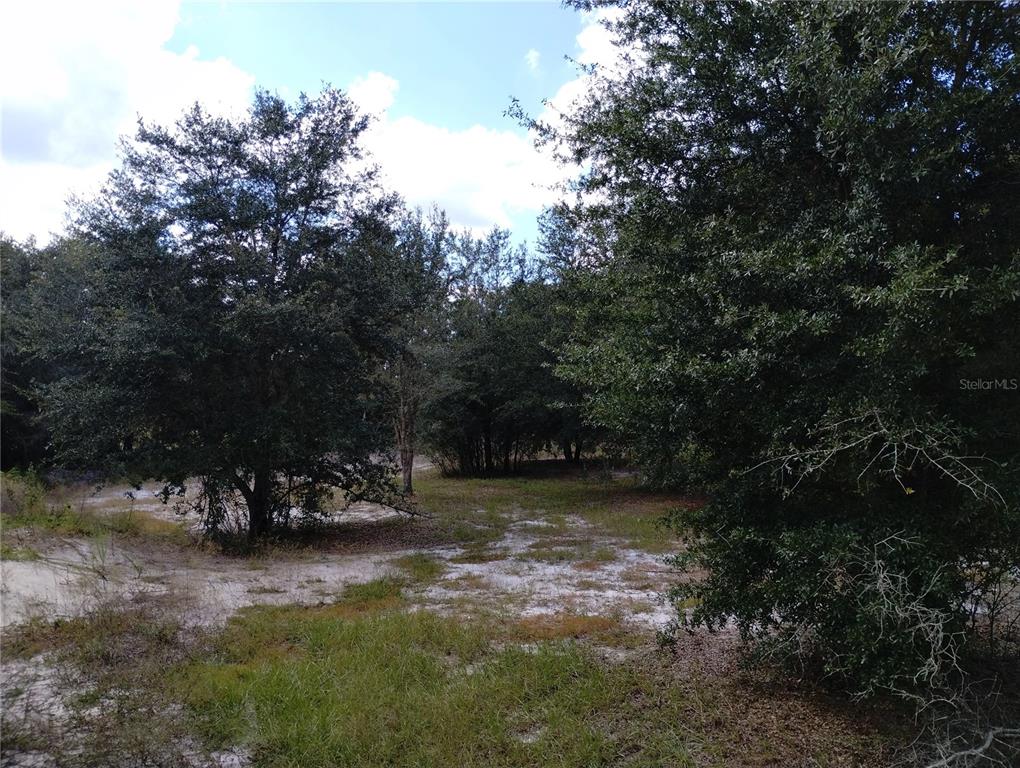 1826 Southeast 44th Place Bushnell, FL 33513 - Photo 10 of 29 a view of a park with large trees