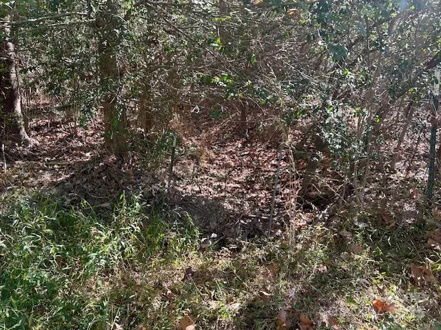 a view of a yard with a tree