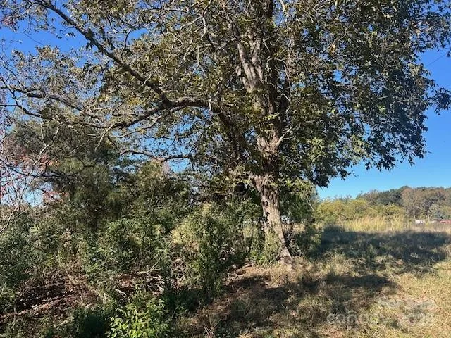 a view of a forest with a tree
