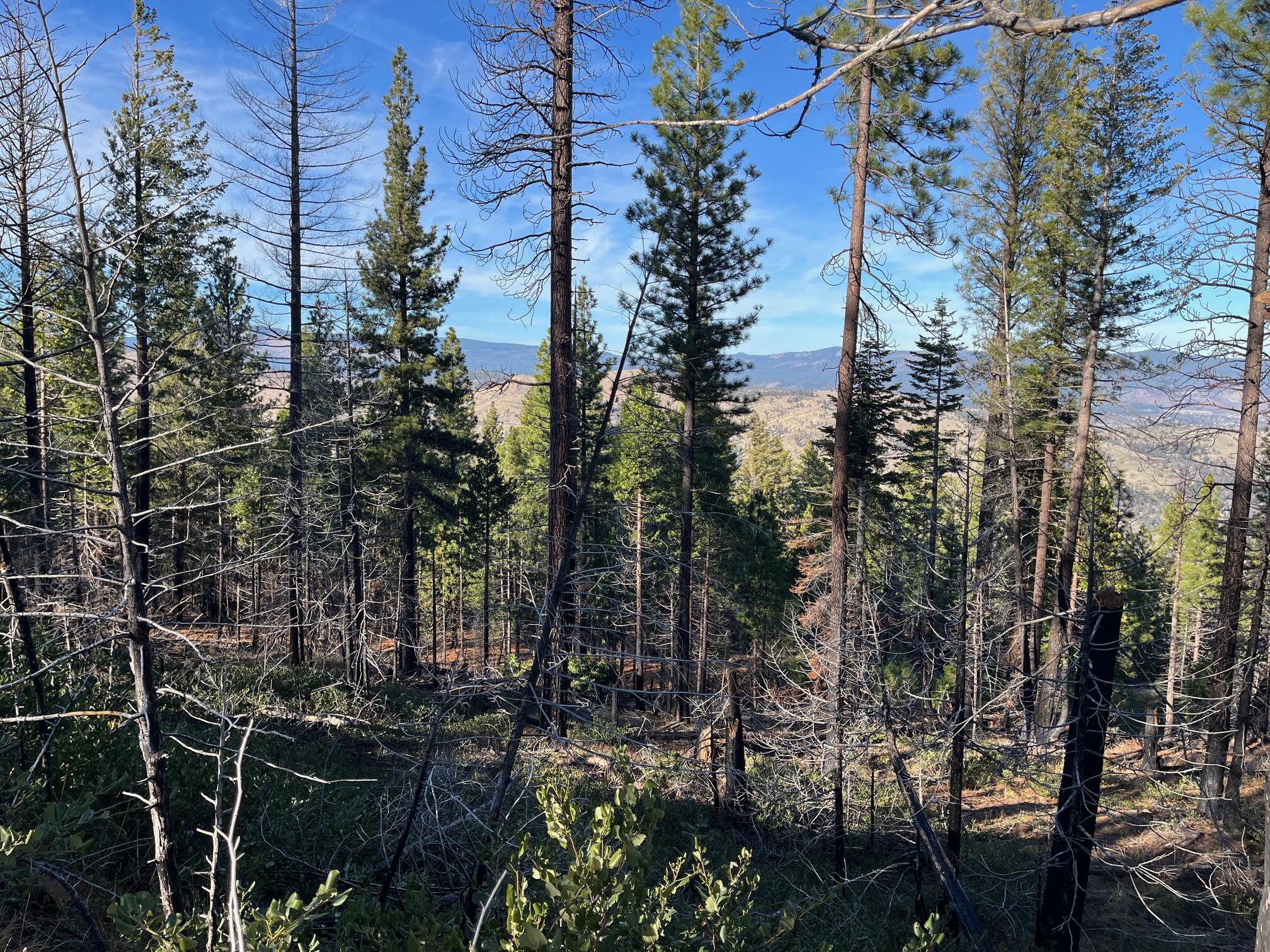 16 Acres Susanville, CA 96130 - Photo 2 of 3 a view of multiple house