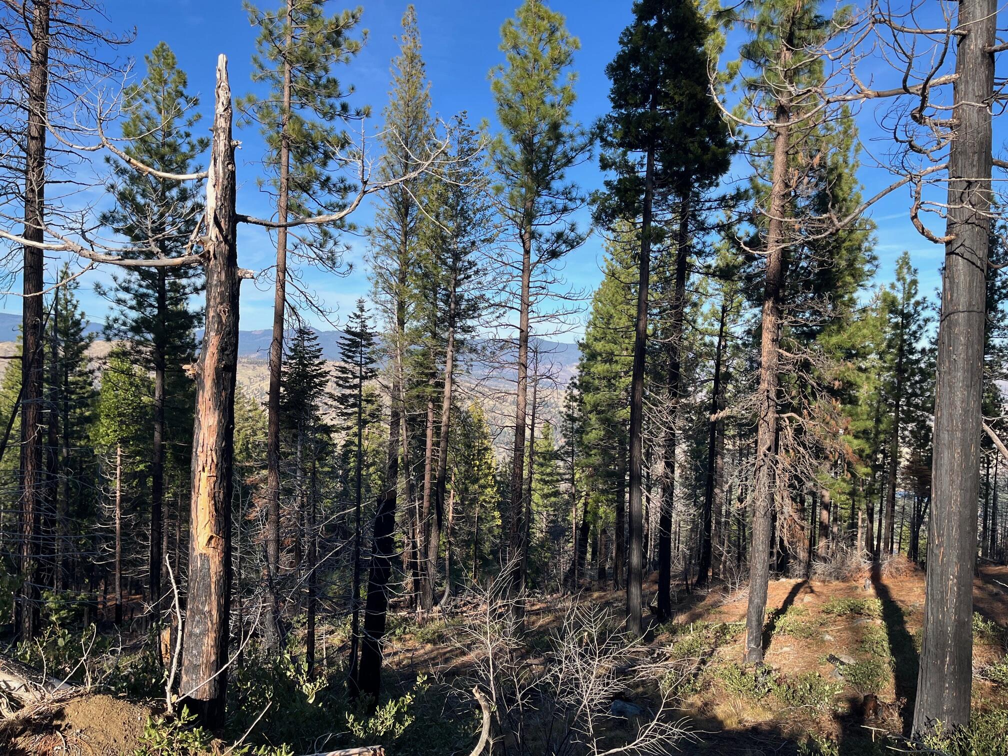 16 Acres Susanville, CA 96130 - Photo 3 of 3