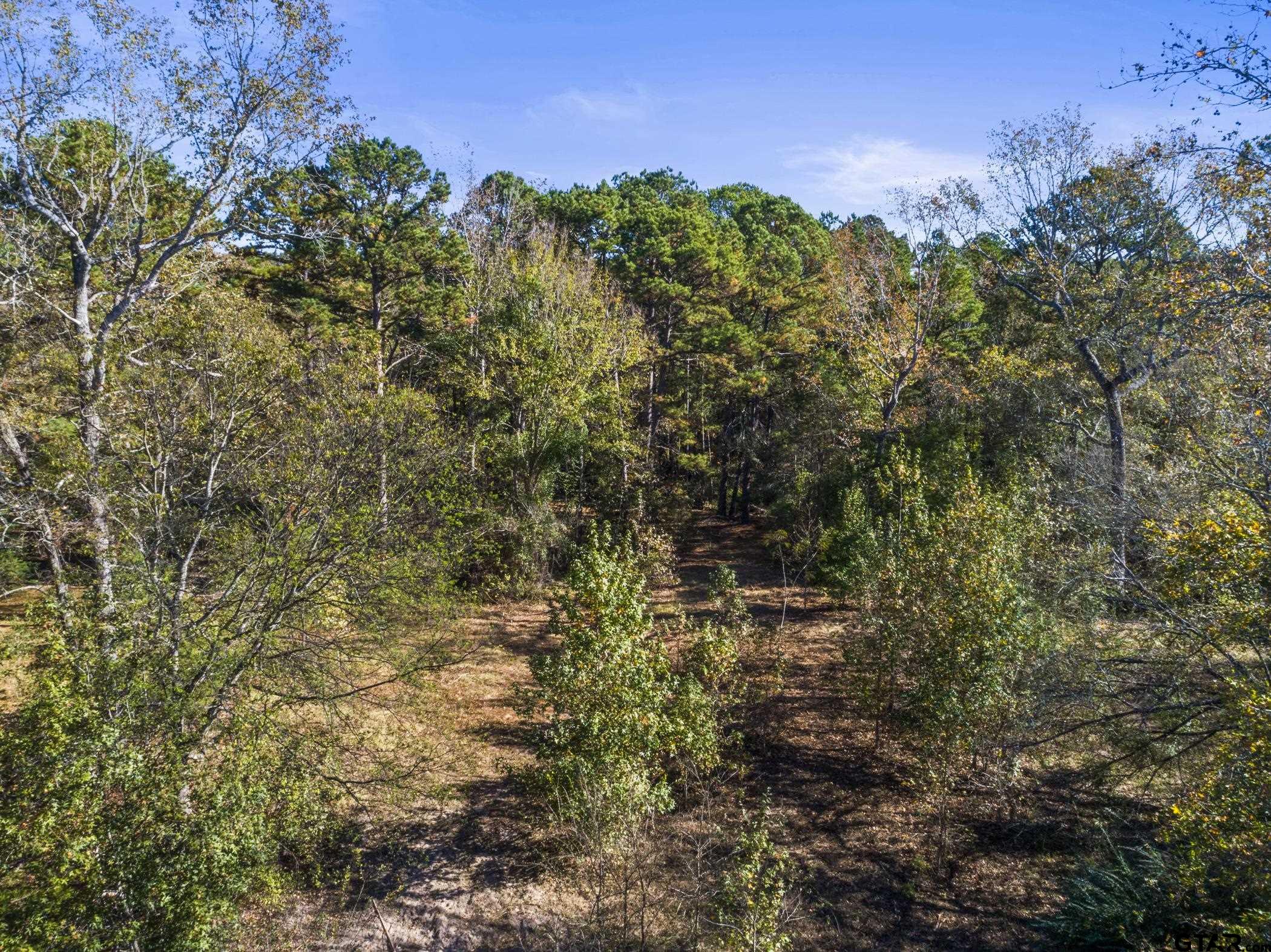 396 Tyler Tx 75708 Tyler, TX 75708 - Photo 11 of 16 a view of a tree with a yard
