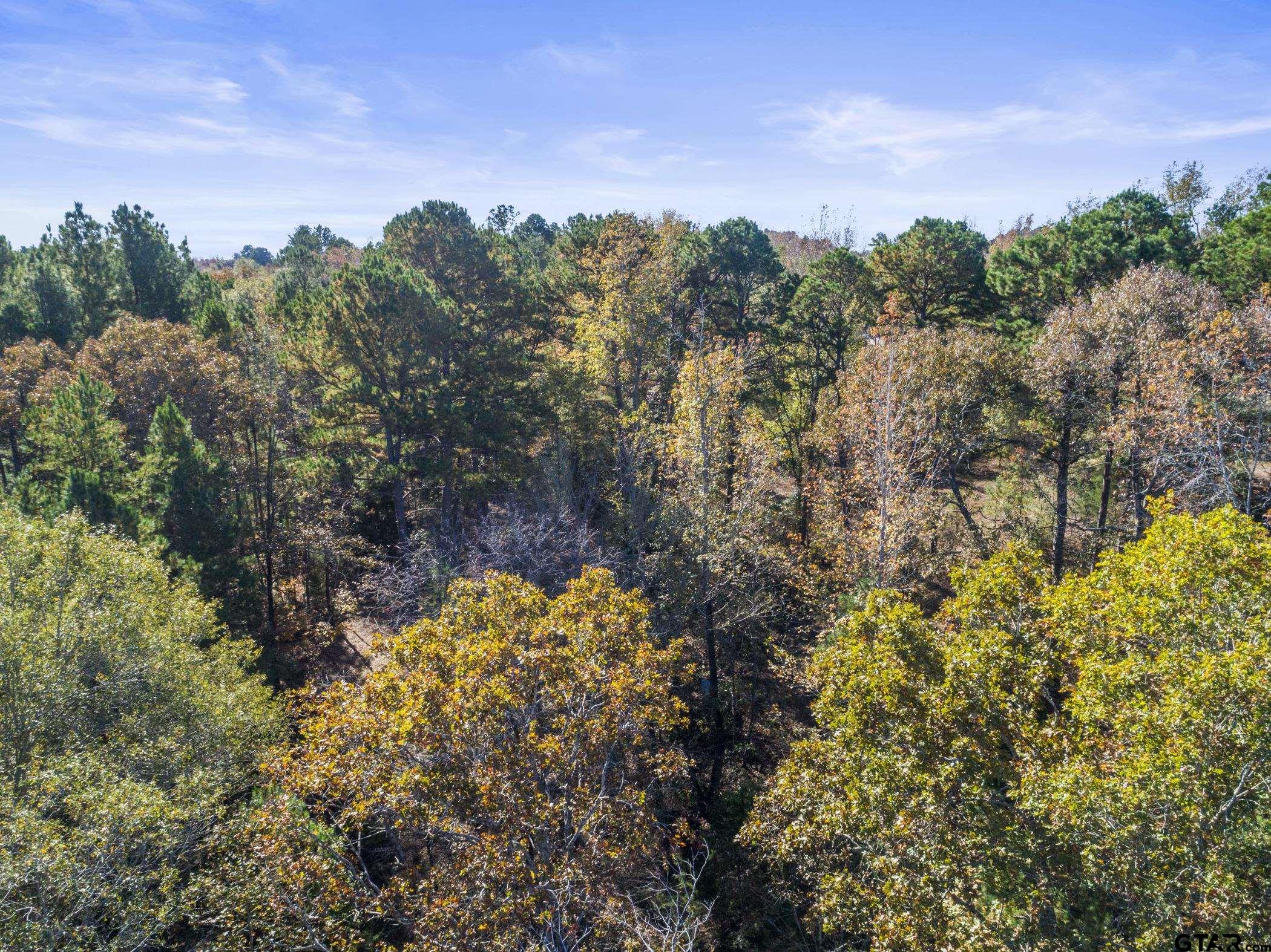 396 Tyler Tx 75708 Tyler, TX 75708 - Photo 15 of 16 a view of a bunch of trees and bushes