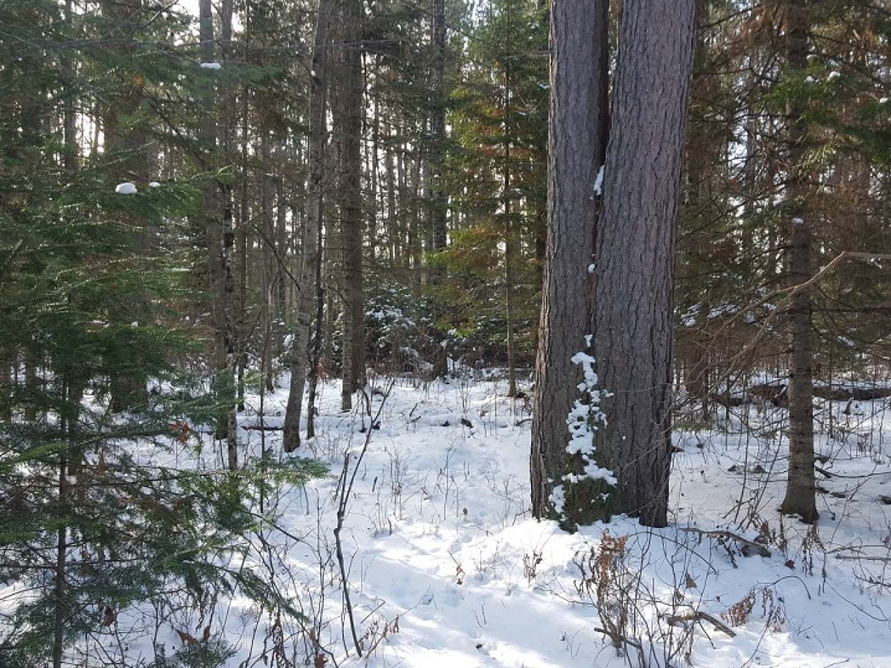 Lot 23 Wonder Lake Road Conover, WI 54519 - Photo 10 of 15 Gallery Image 10