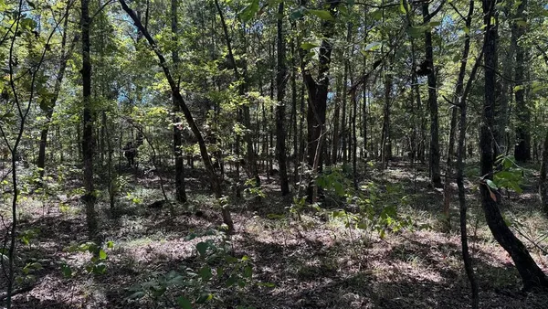 a view of a tree