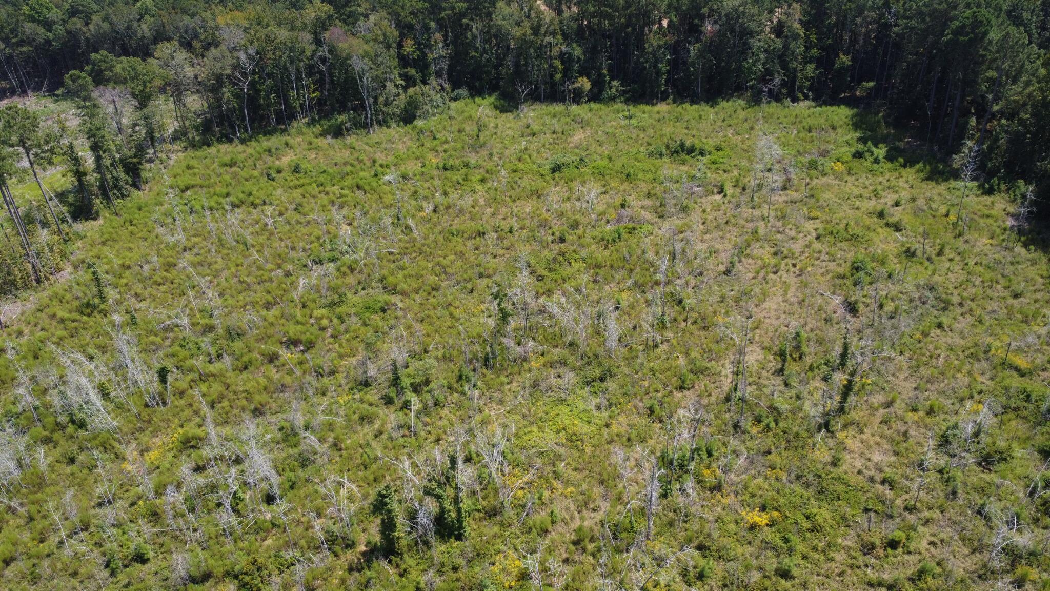 Tbd Tbd Ltr Road Vance, SC 29163 - Photo 8 of 9