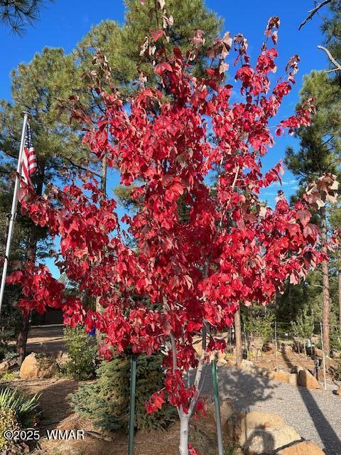 2889 Jacks Road Lakeside, AZ 85929 - Photo 14 of 65 RED MAPLE