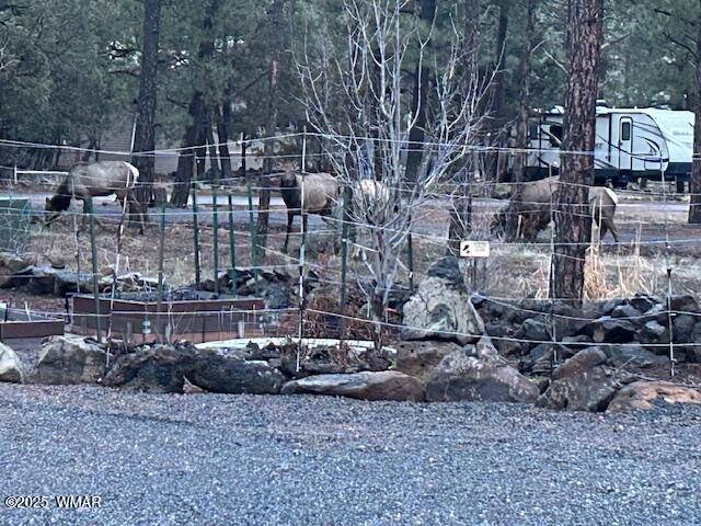 2889 Jacks Road Lakeside, AZ 85929 - Photo 47 of 65 VISITING ELK