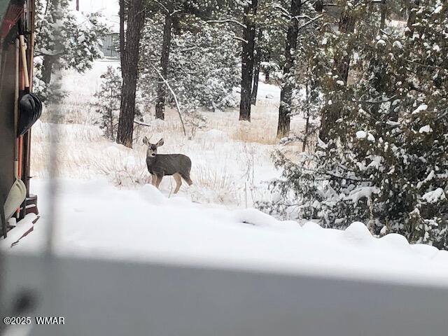 2889 Jacks Road Lakeside, AZ 85929 - Photo 48 of 65 DEER