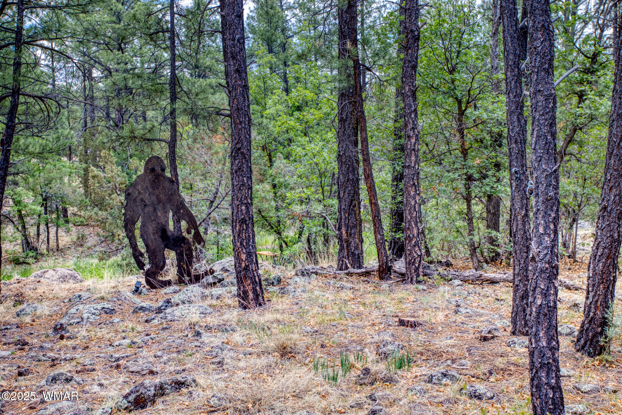 2889 Jacks Road Lakeside, AZ 85929 - Photo 49 of 65 MYSTERY