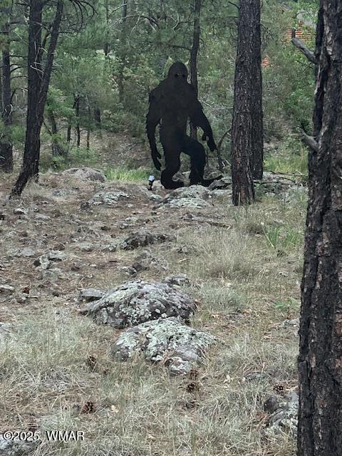 2889 Jacks Road Lakeside, AZ 85929 - Photo 51 of 65 MYSTERY