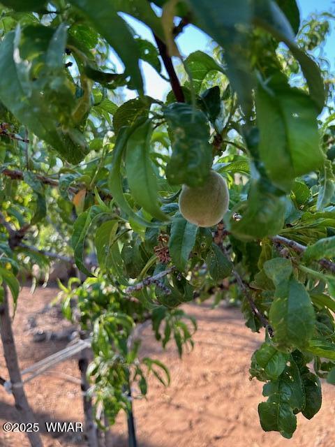2889 Jacks Road Lakeside, AZ 85929 - Photo 54 of 65 PEACH TREE