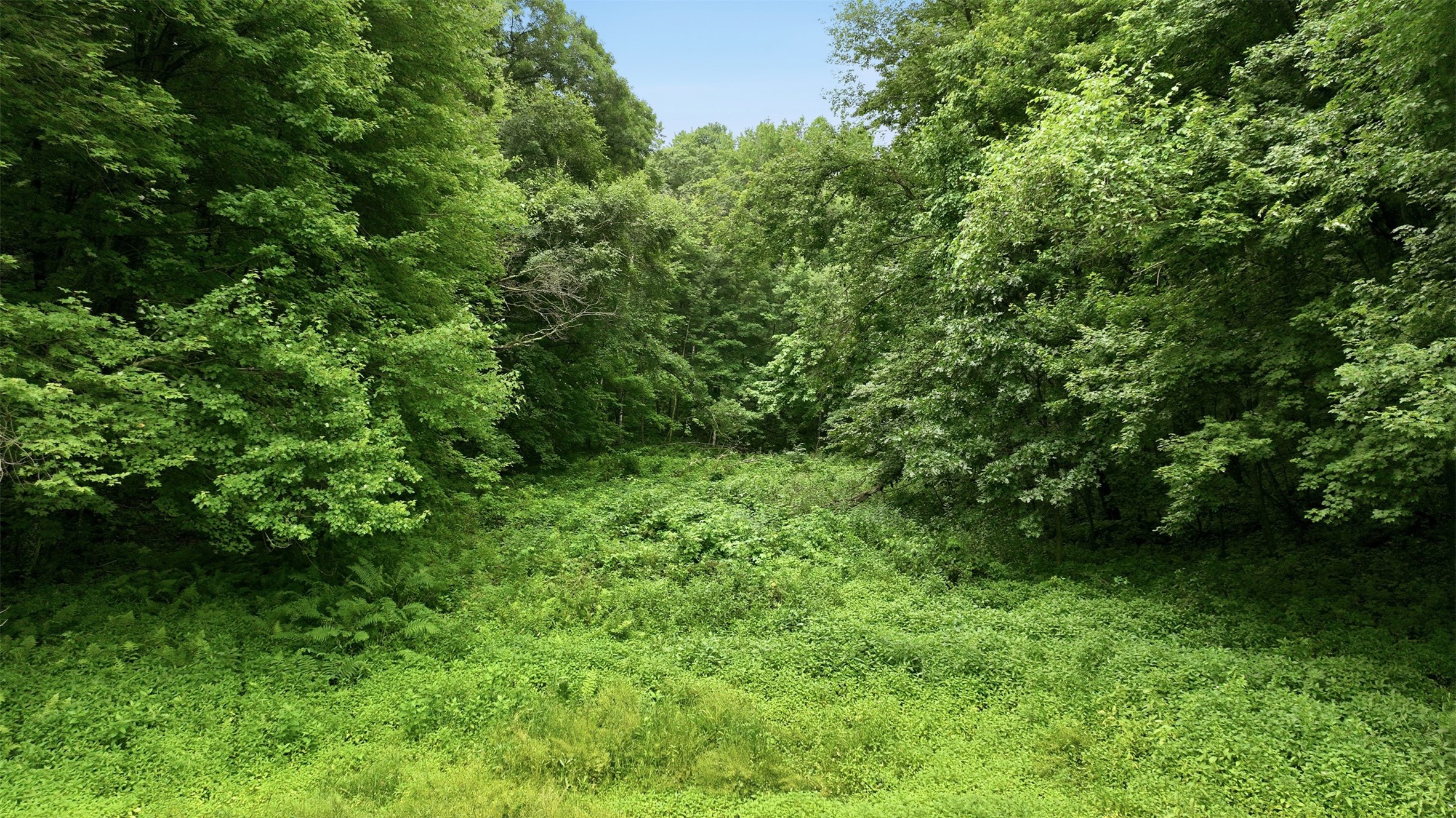 40-acres County Road South Wheeler, WI 54772 - Photo 13 of 22