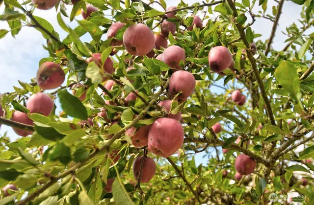 $850,000 | 378 Burnt Ridge Road, Onalaska, WA 98570